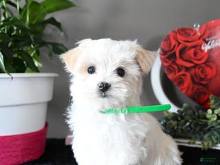 Maltese dogs Flurry - Ad 34