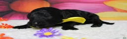 Bernedoodle dogs for sale: Zephyr  - Ad 6