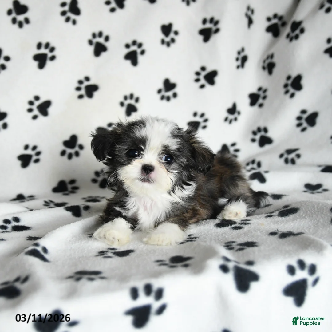 Shih Tzu dogs for sale: Zippity Do Da - Ad 5
