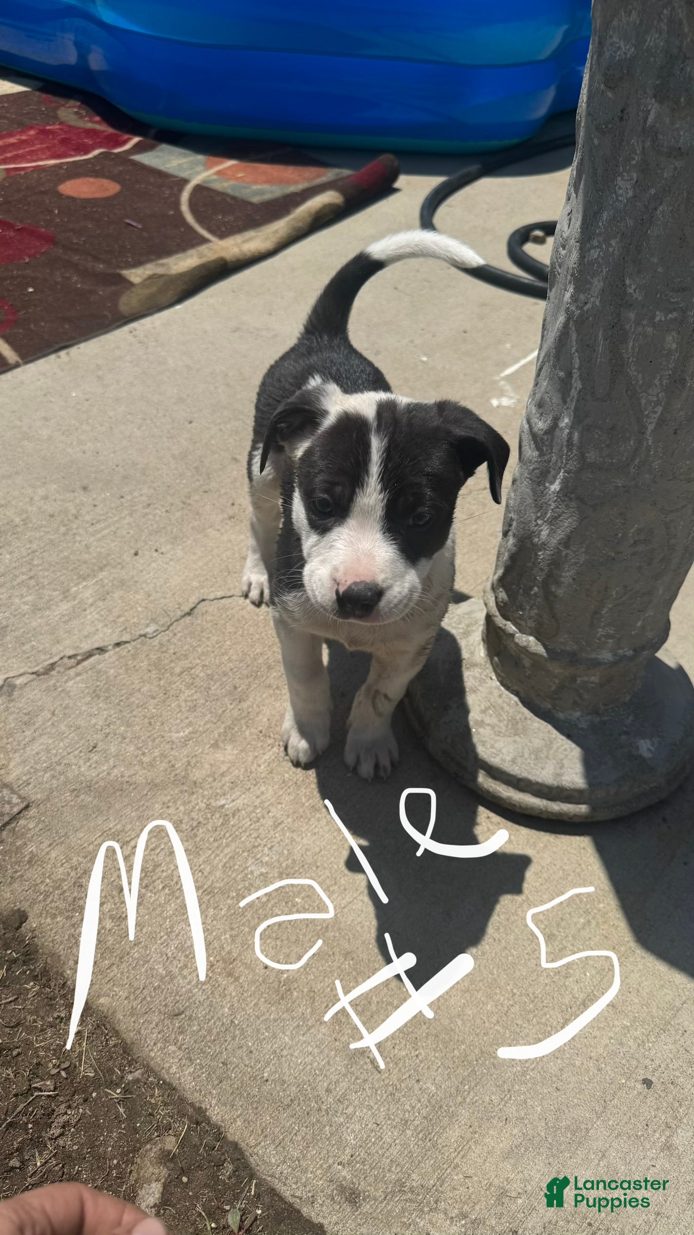 Mixed Breed dogs for sale: Male 5 - Ad 2