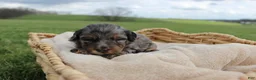 Mini Goldendoodle dogs for sale: Hobbs - Ad 5