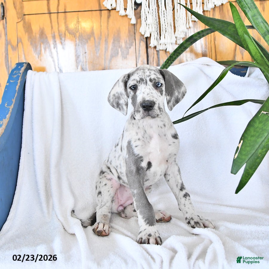 Great Dane dogs Ember - Ad 1