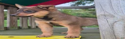 Mixed Breed dogs for sale: AXLE - Ad 2