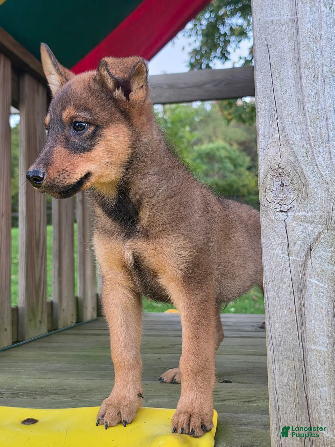 Mixed Breed dogs for sale: AXLE - Ad 2