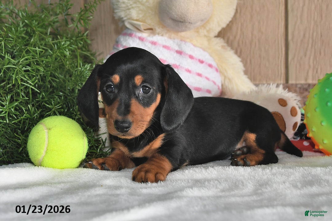 Miniature Dachshund dogs for sale: Frisky - Ad 2