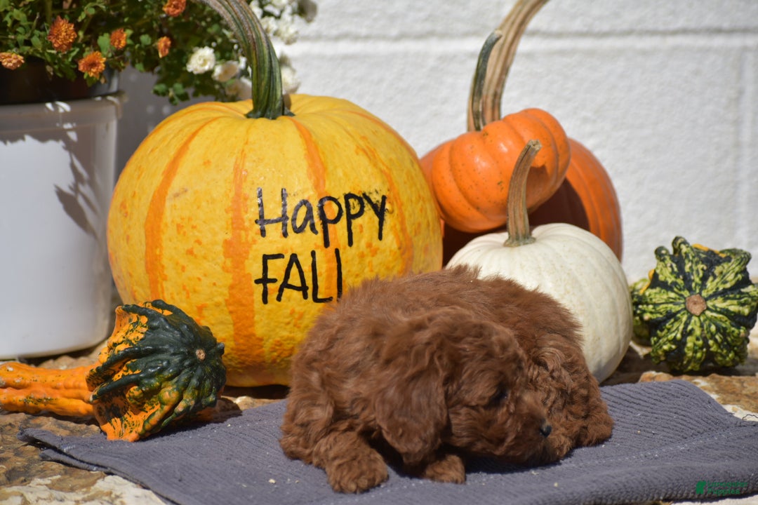 Toy Poodle dogs for sale: Tessa - Ad 11