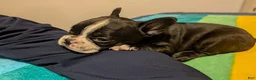 Frenchton dogs for sale: Dianna - Ad 3