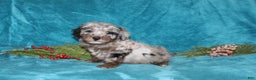 Miniature Poodle dogs for sale: Cuddles - Ad 2