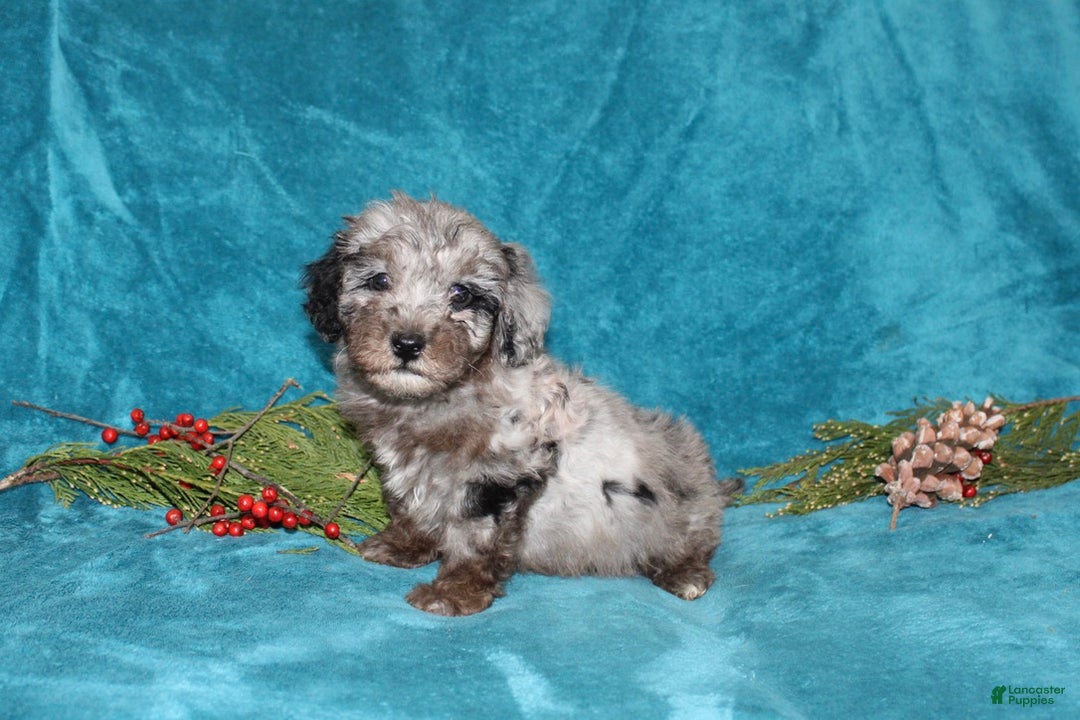 Miniature Poodle dogs for sale: Cuddles - Ad 2
