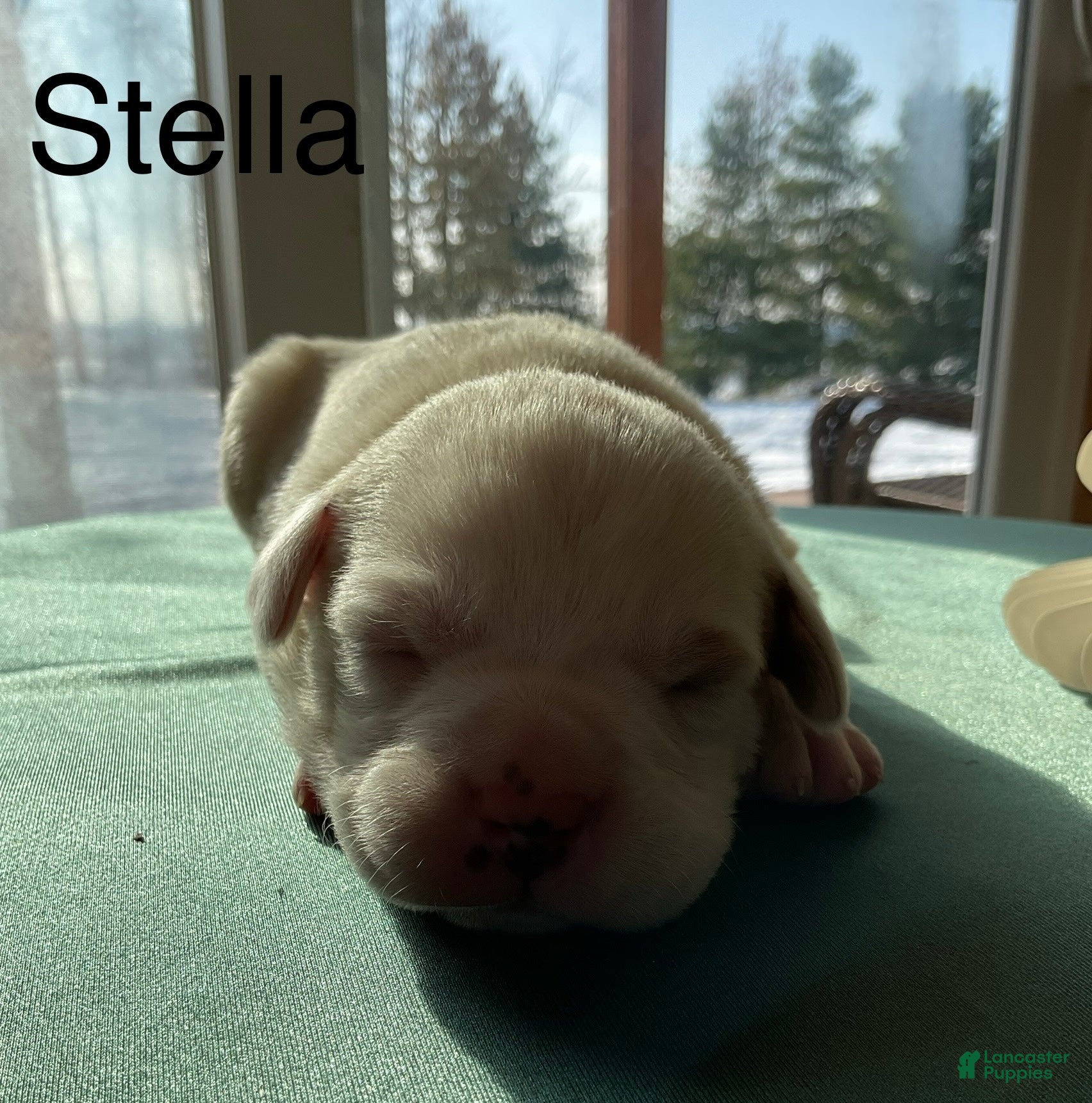 Mixed Breed dogs Stella - Ad 6