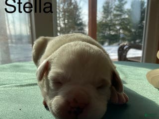 Mixed Breed dogs Stella - Ad 40
