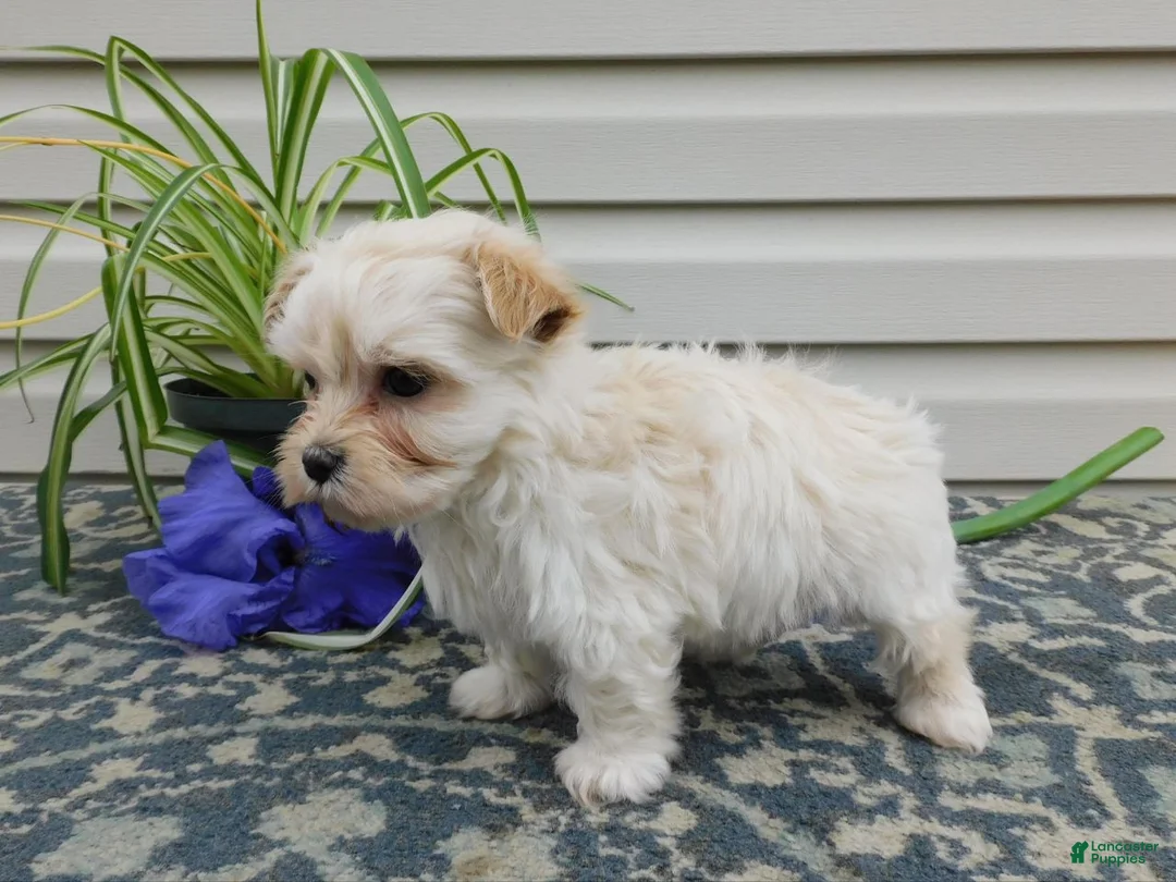 Mixed Breed dogs for sale: Keri - Ad 6