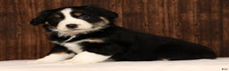 Miniature Australian Shepherd dogs for sale: Twilight - Ad 5