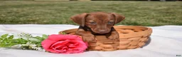 Miniature Dachshund dogs for sale: Chai - Ad 2