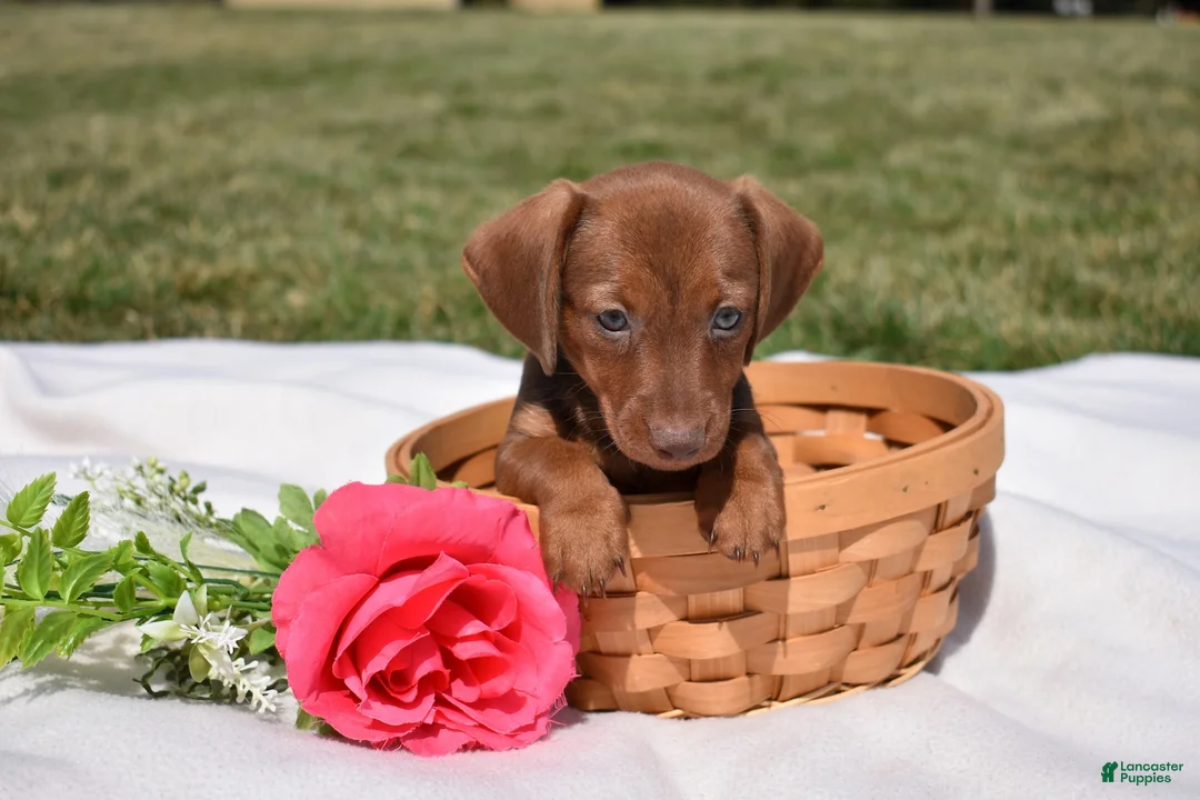 Miniature Dachshund dogs for sale: Chai - Ad 2