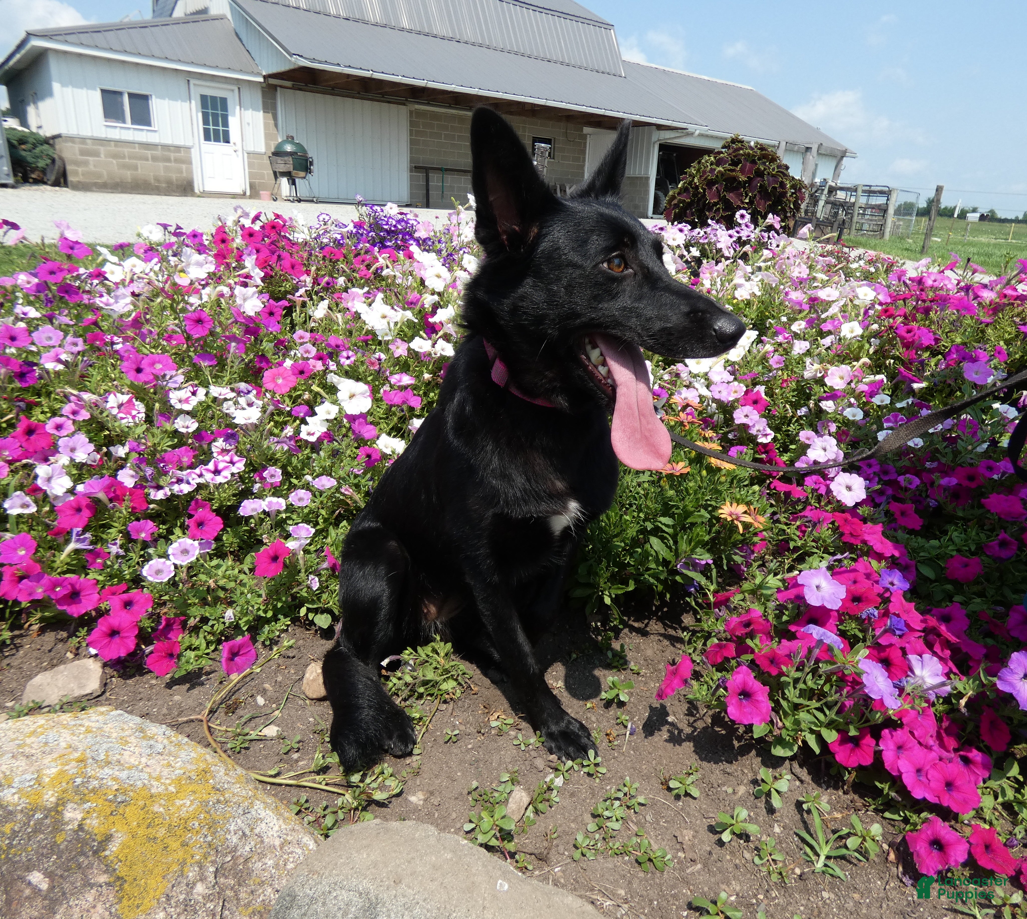 Mixed Breed dogs Mixed Breed 1 Zoey - Ad 11