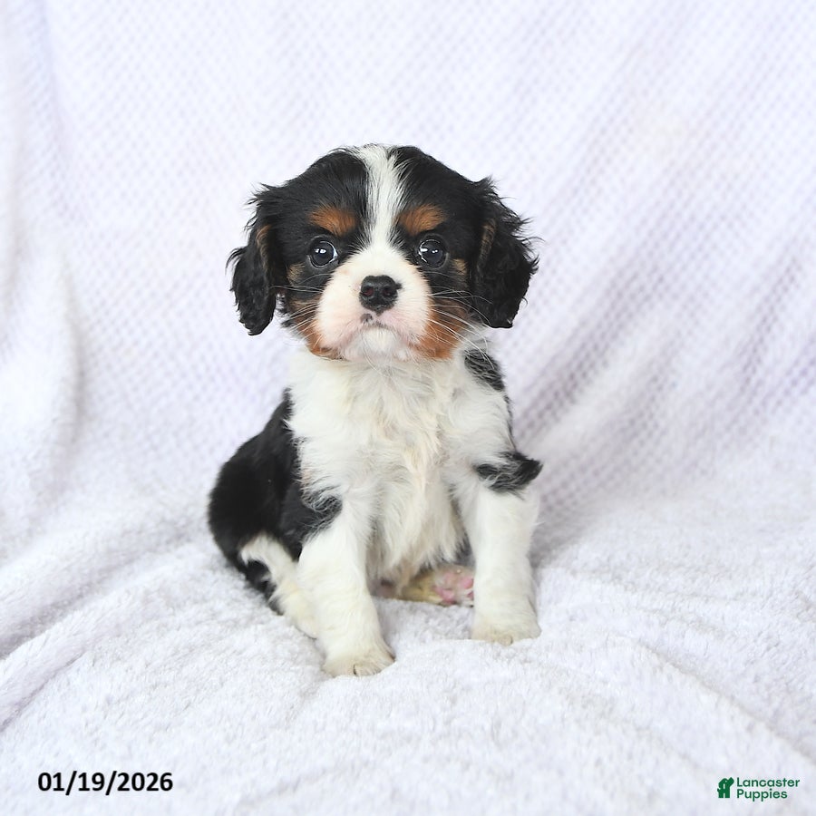 Cavalier King Charles Spaniel dogs Cuddles - Ad 14