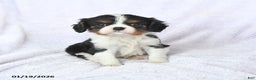 Cavalier King Charles Spaniel dogs for sale: Cuddles - Ad 1