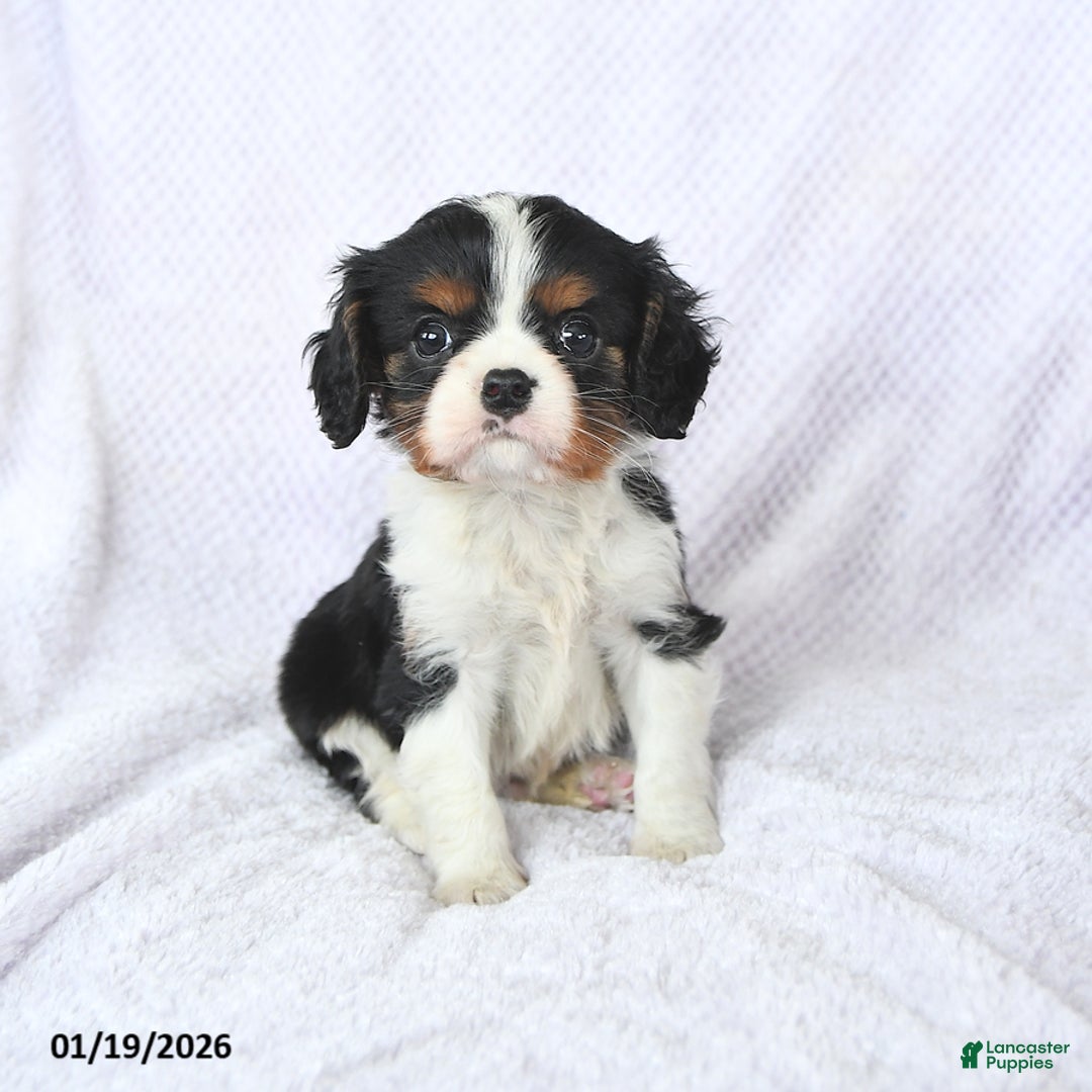 Cavalier King Charles Spaniel dogs for sale: Cuddles - Ad 1
