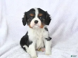 Cavalier King Charles Spaniel dogs Cuddles - Ad 18