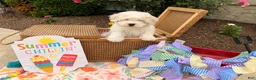 Bichpoo dogs for sale: Stan  - Ad 2