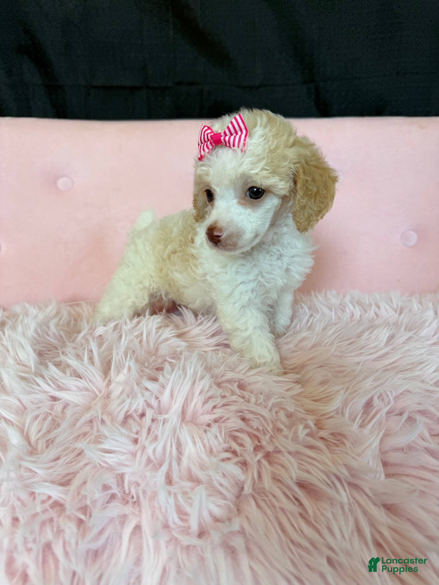 Miniature Poodle dogs Akc Clear 🧬 tested Chocolate Phantom Parti Girl  - Ad 42