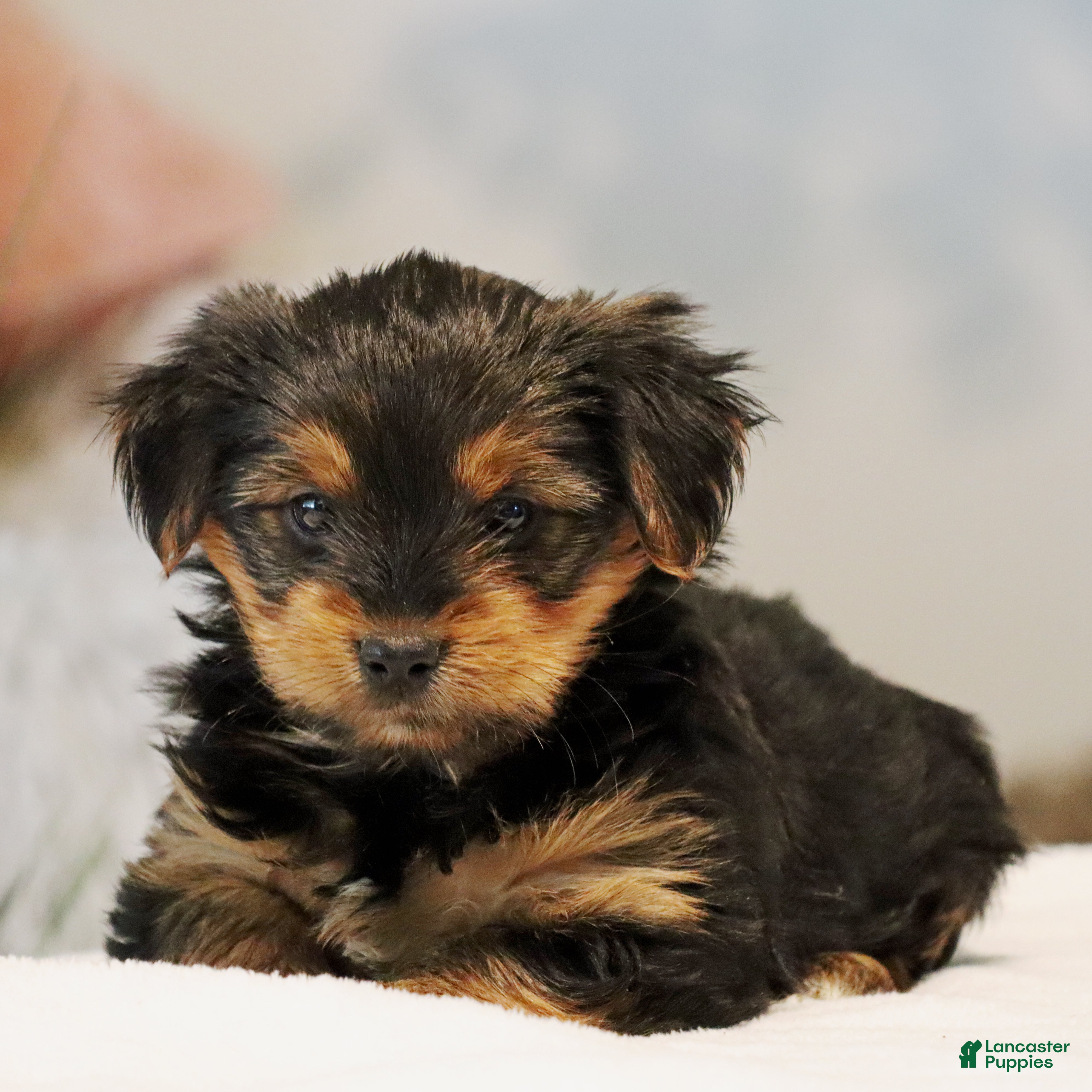 Yorkshire Terrier dogs for sale: Tia - Ad 3