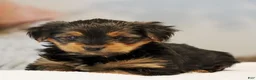 Yorkshire Terrier dogs for sale: Tia - Ad 1