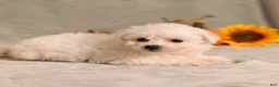 Bichon Frise dogs for sale: Quiet - Ad 3