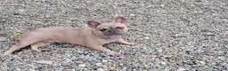French Bulldog dogs for sale: Autumn  - Ad 10