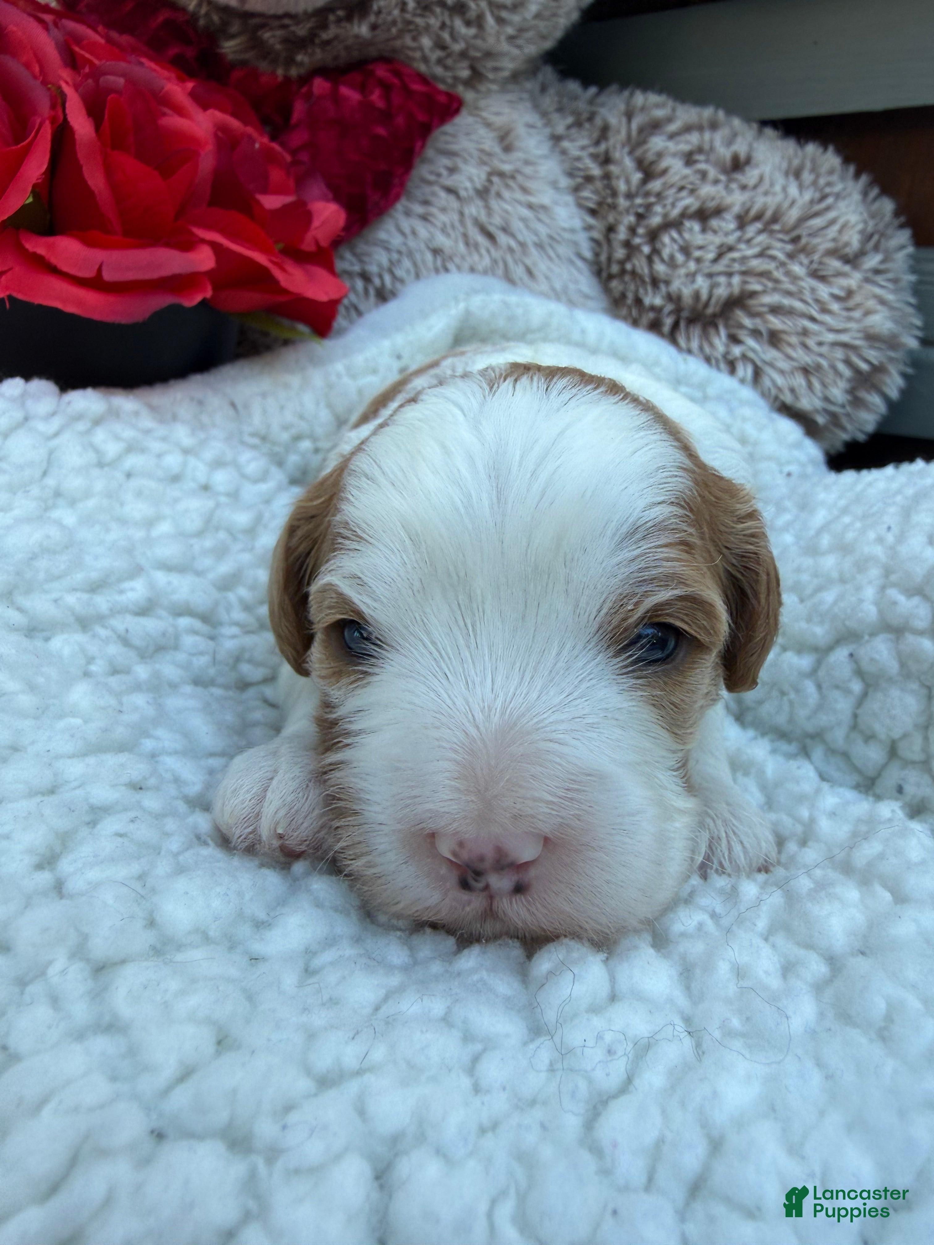 Cavapoo dogs Abby - Ad 2