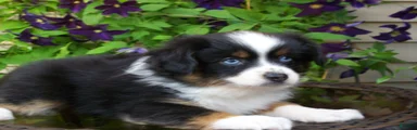 Mindy