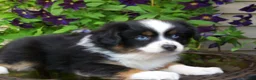 Miniature Australian Shepherd dogs for sale: Mindy - Ad 1