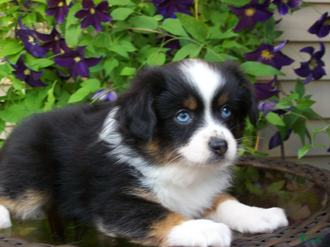 Miniature Australian Shepherd dogs for sale: Mindy - Ad 1