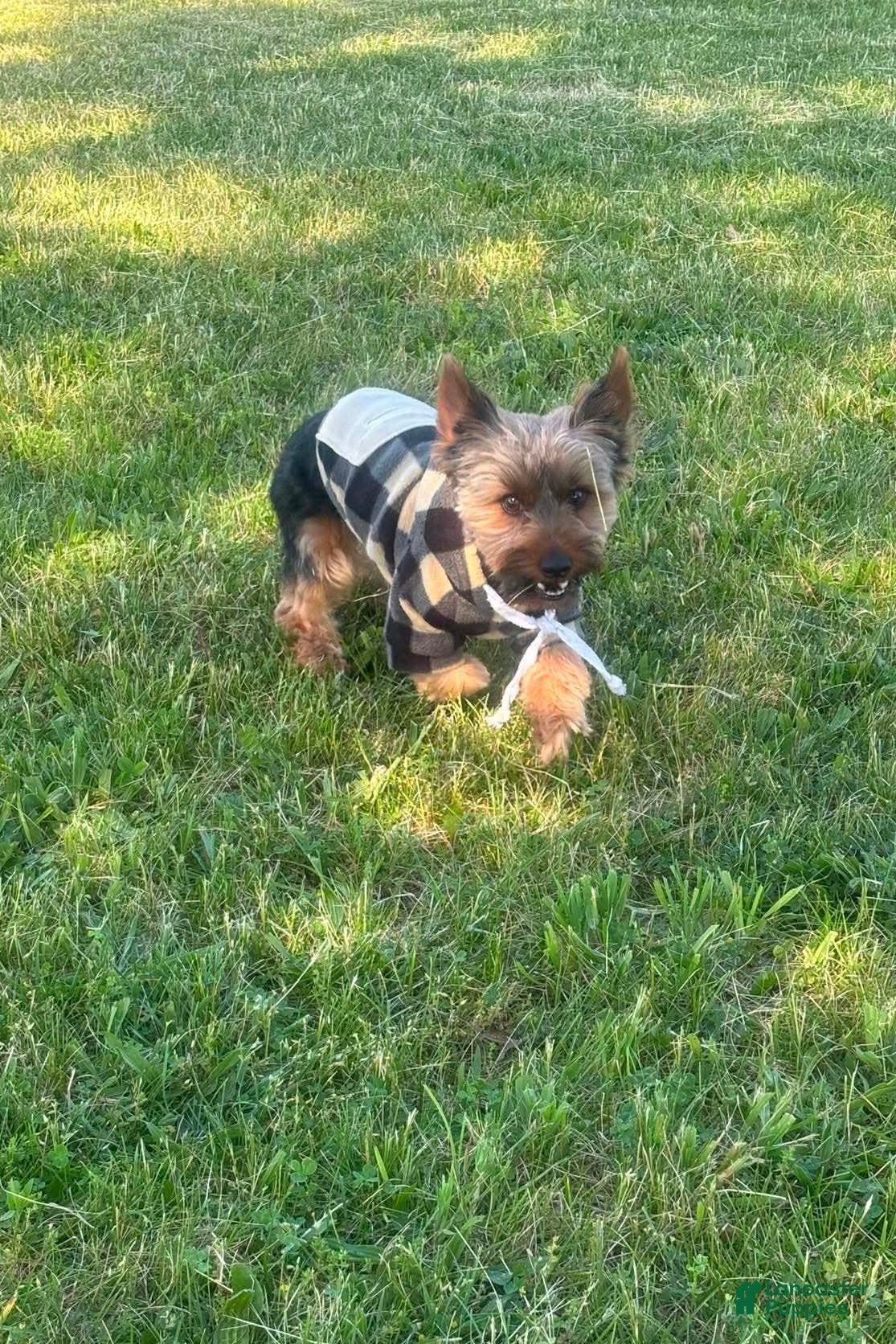 Yorkshire Terrier dogs for sale: Woody - Ad 7