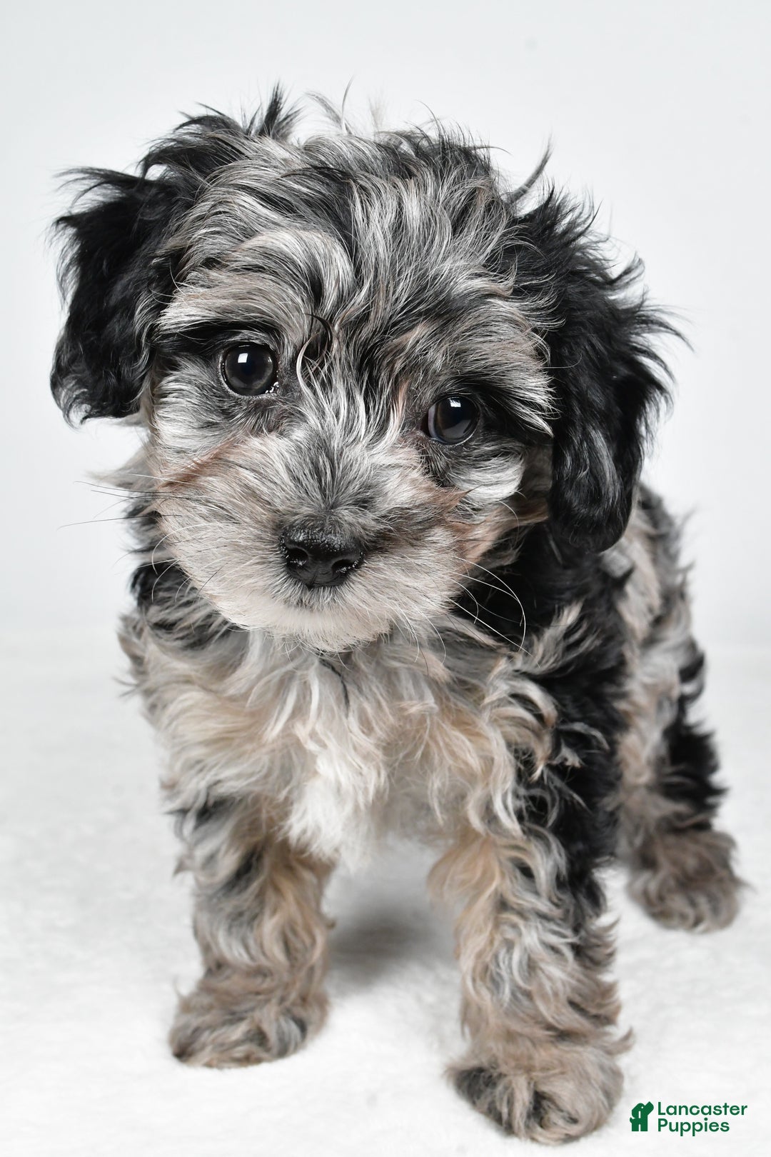 Yorkiepoo dogs for sale: Jingle - Ad 6