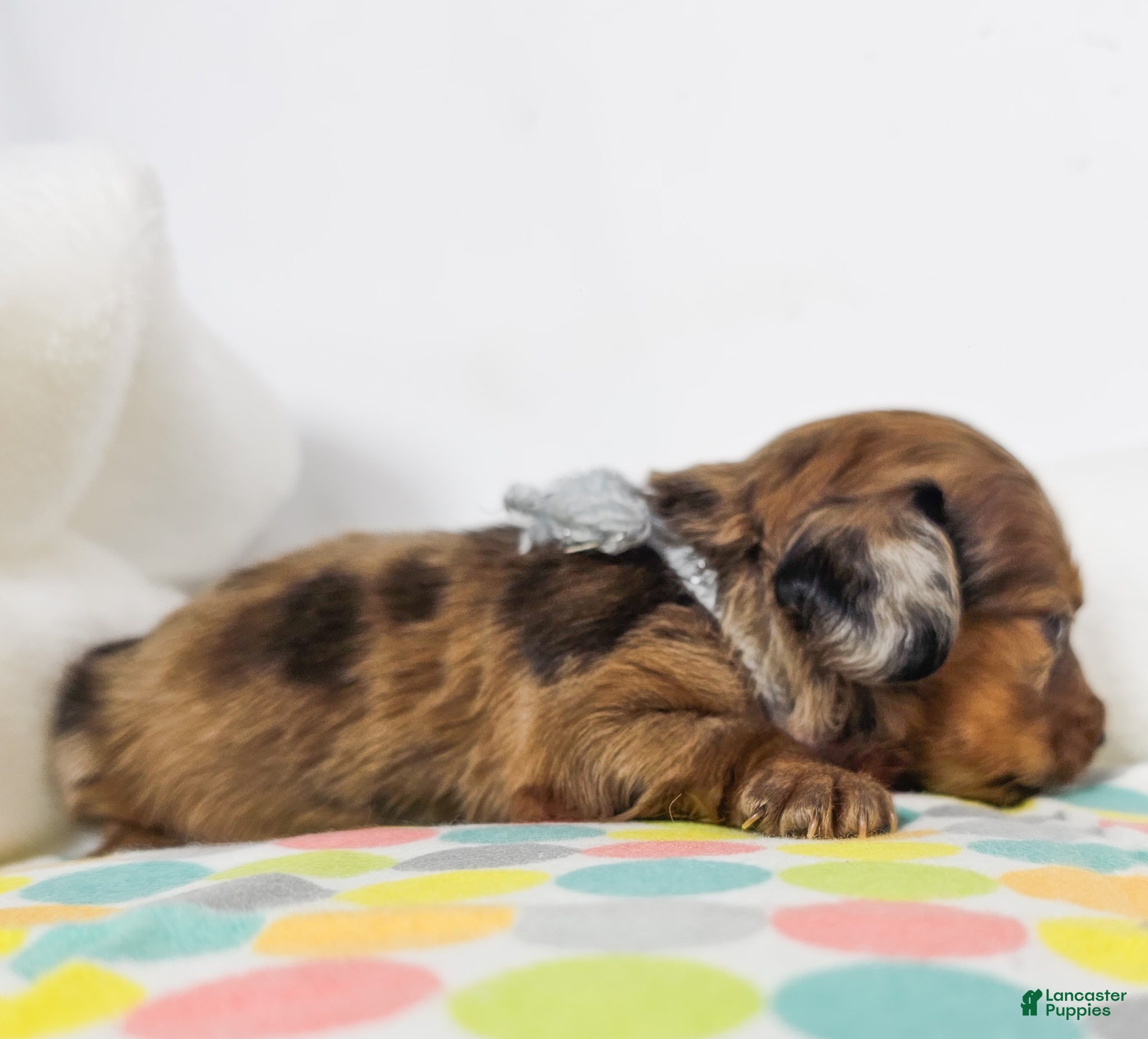 Miniature Dachshund dogs Orchid - Ad 16