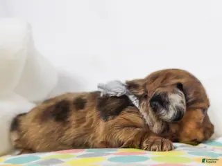 Miniature Dachshund dogs Orchid - Ad 16