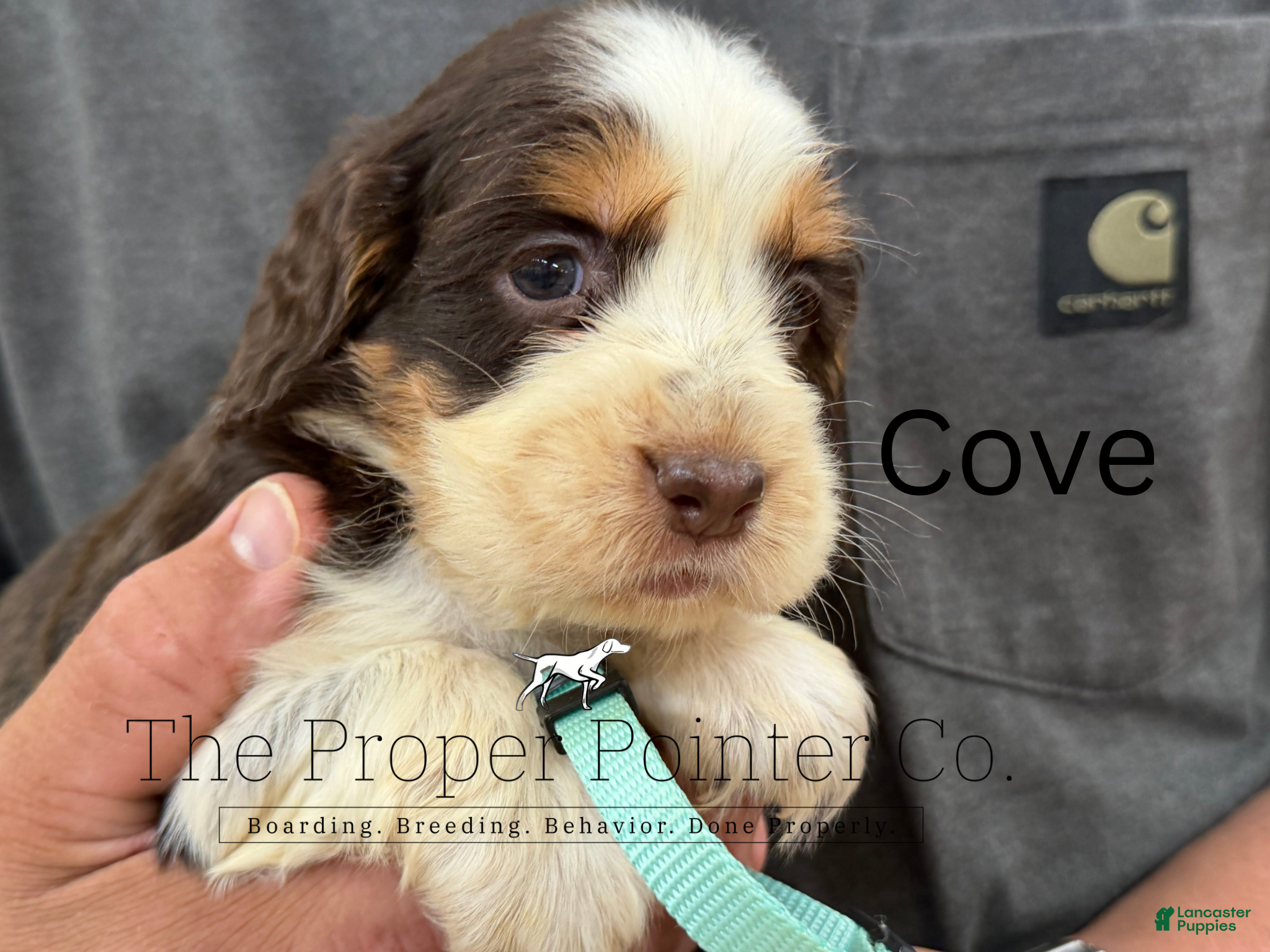 English Springer Spaniel dogs Cove - Ad 1