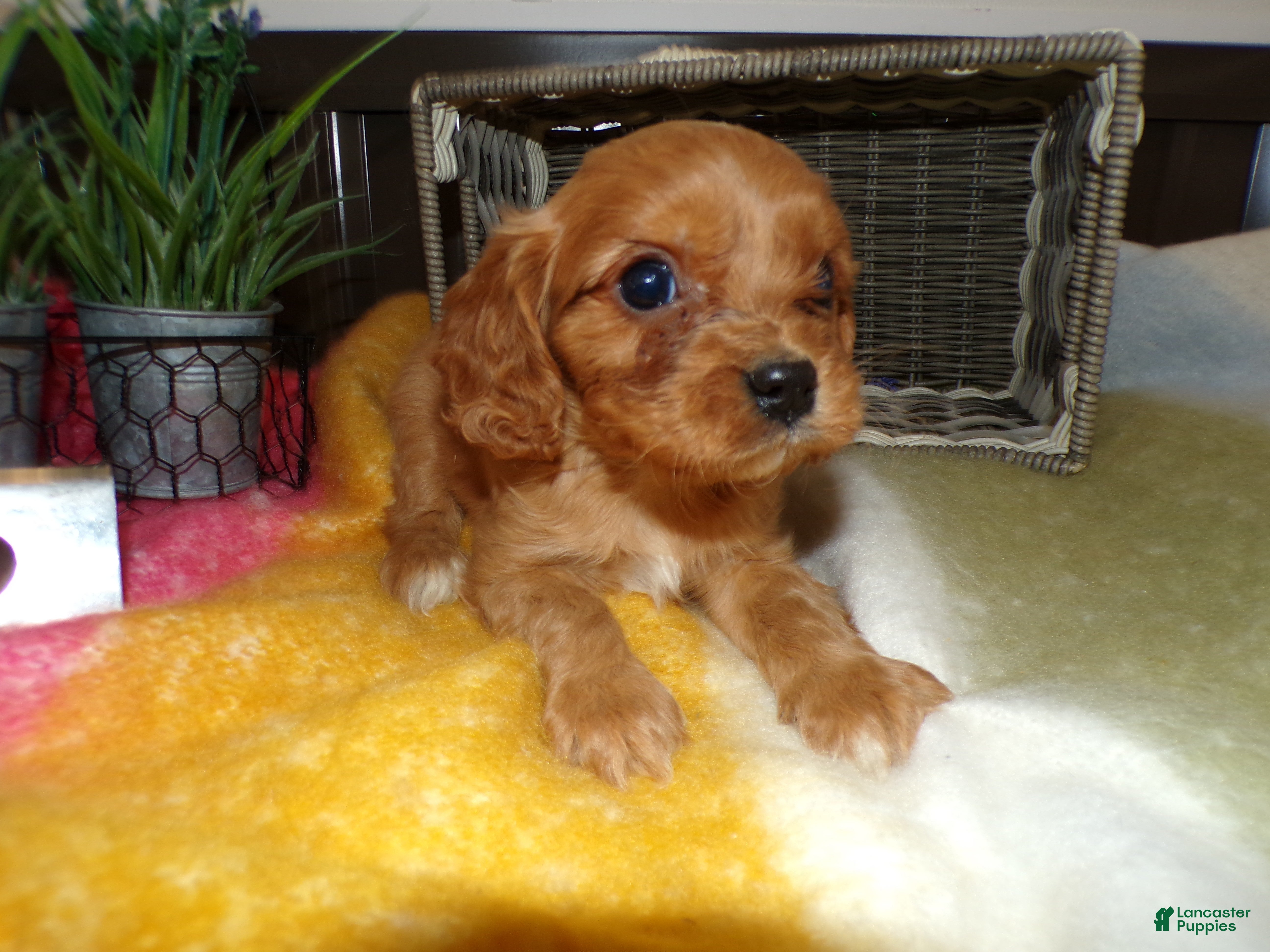 Cavalier King Charles Spaniel dogs Cavalier King Charles Spaniel Puppy 2 Coty - Ad 11