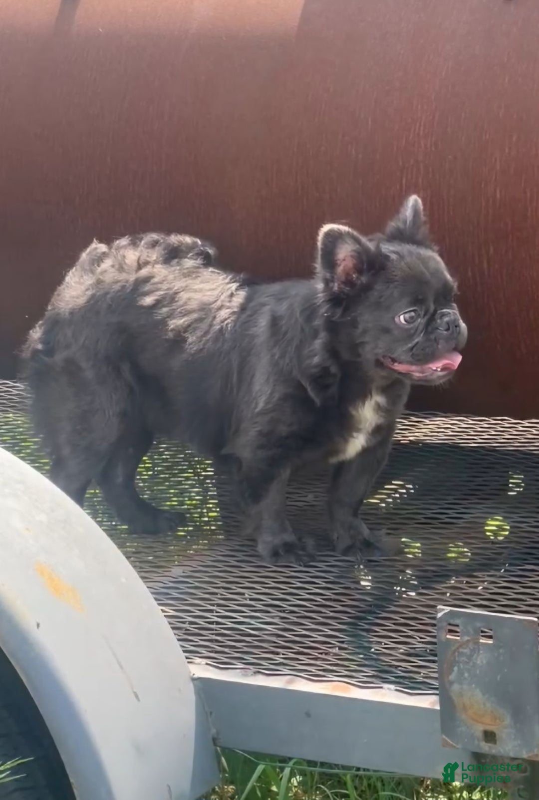French Bulldog dogs for sale: Oreo - Ad 5