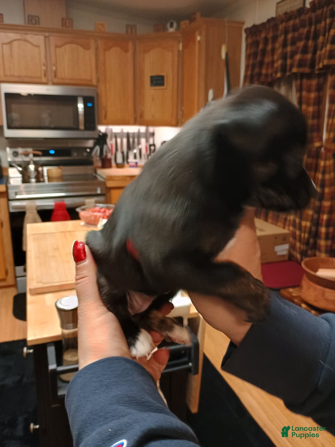 Chihuahua dogs for sale: Sable - Ad 7