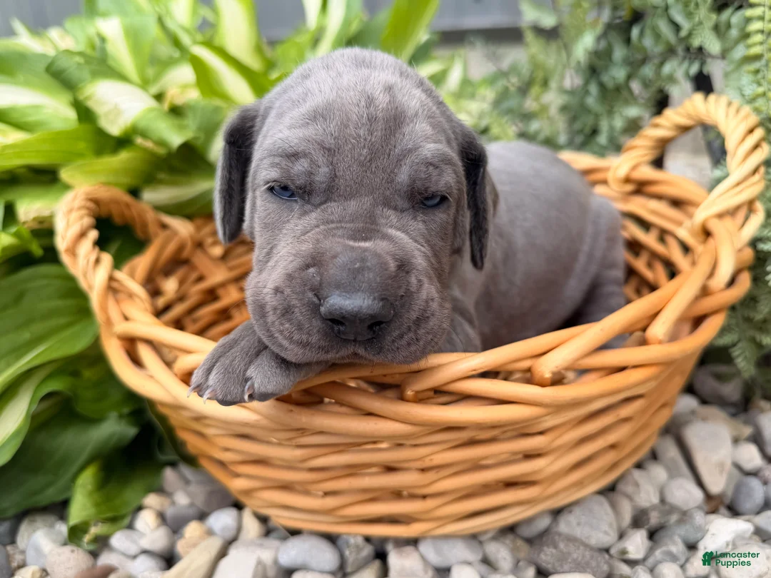 Great Dane dogs for sale: Sparkle - Ad 2