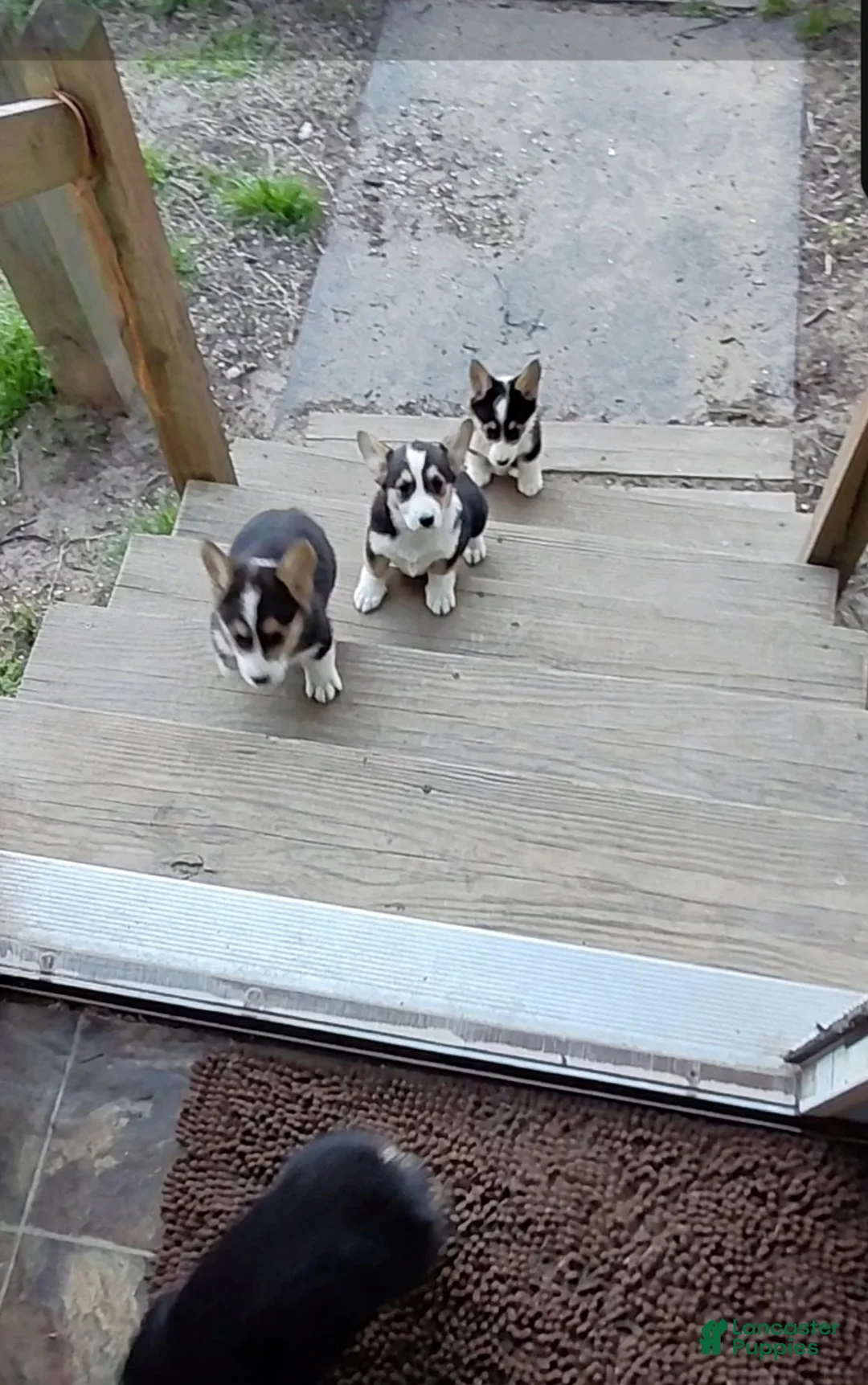 Welsh Corgi Pembroke dogs for sale: Welsh Corgi Pembroke litter of 4 puppies - Ad 2