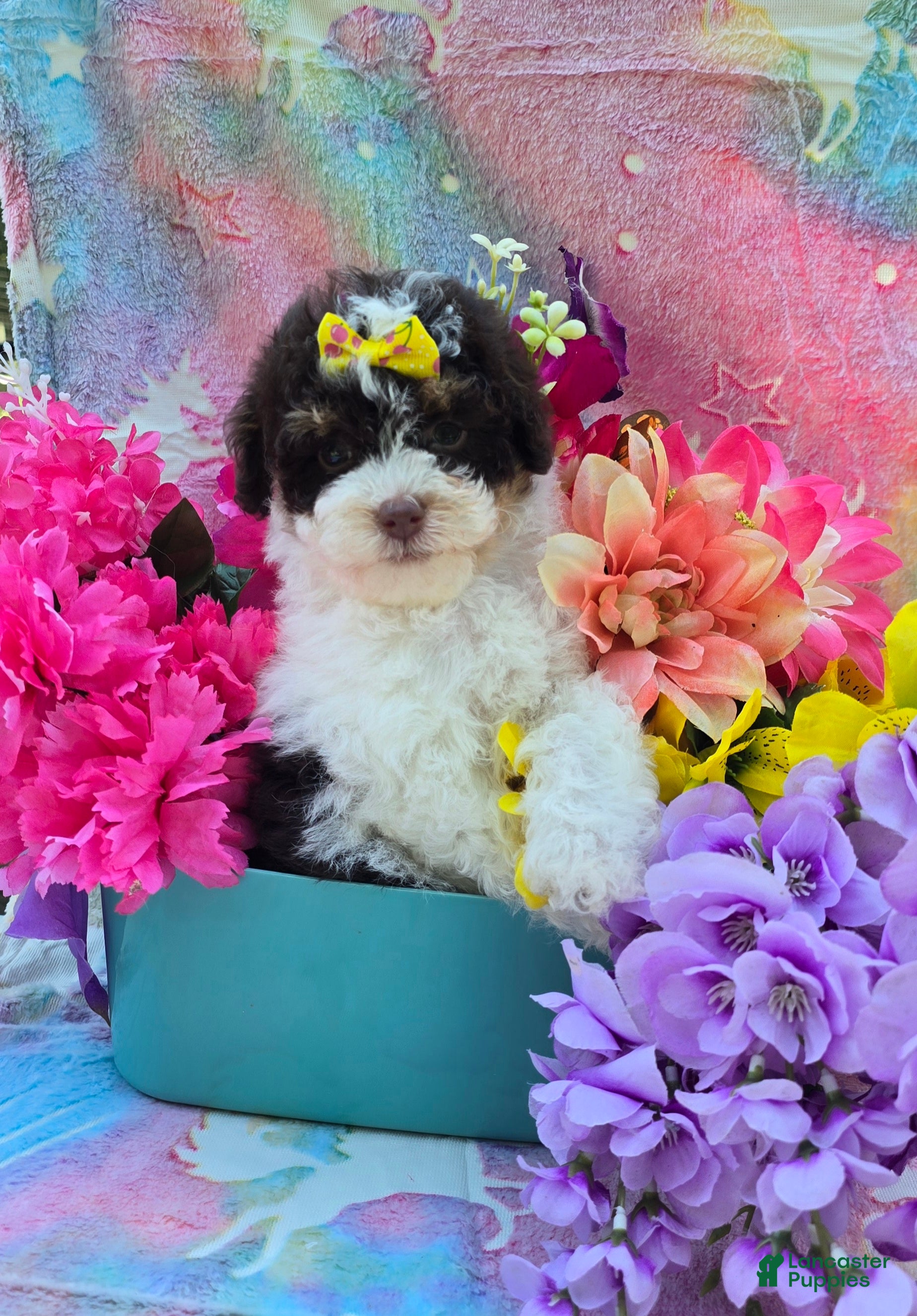 Yorkiepoo dogs Klarity  - Ad 12