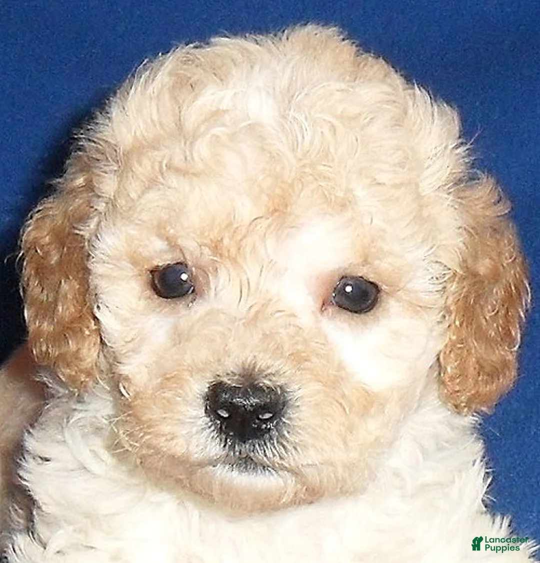 Shihpoo dogs for sale: Nugget - Ad 9
