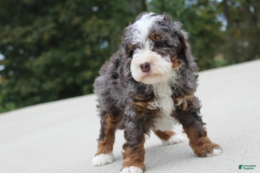 Mini Bernedoodle dogs for sale: Bentley  - Ad 2