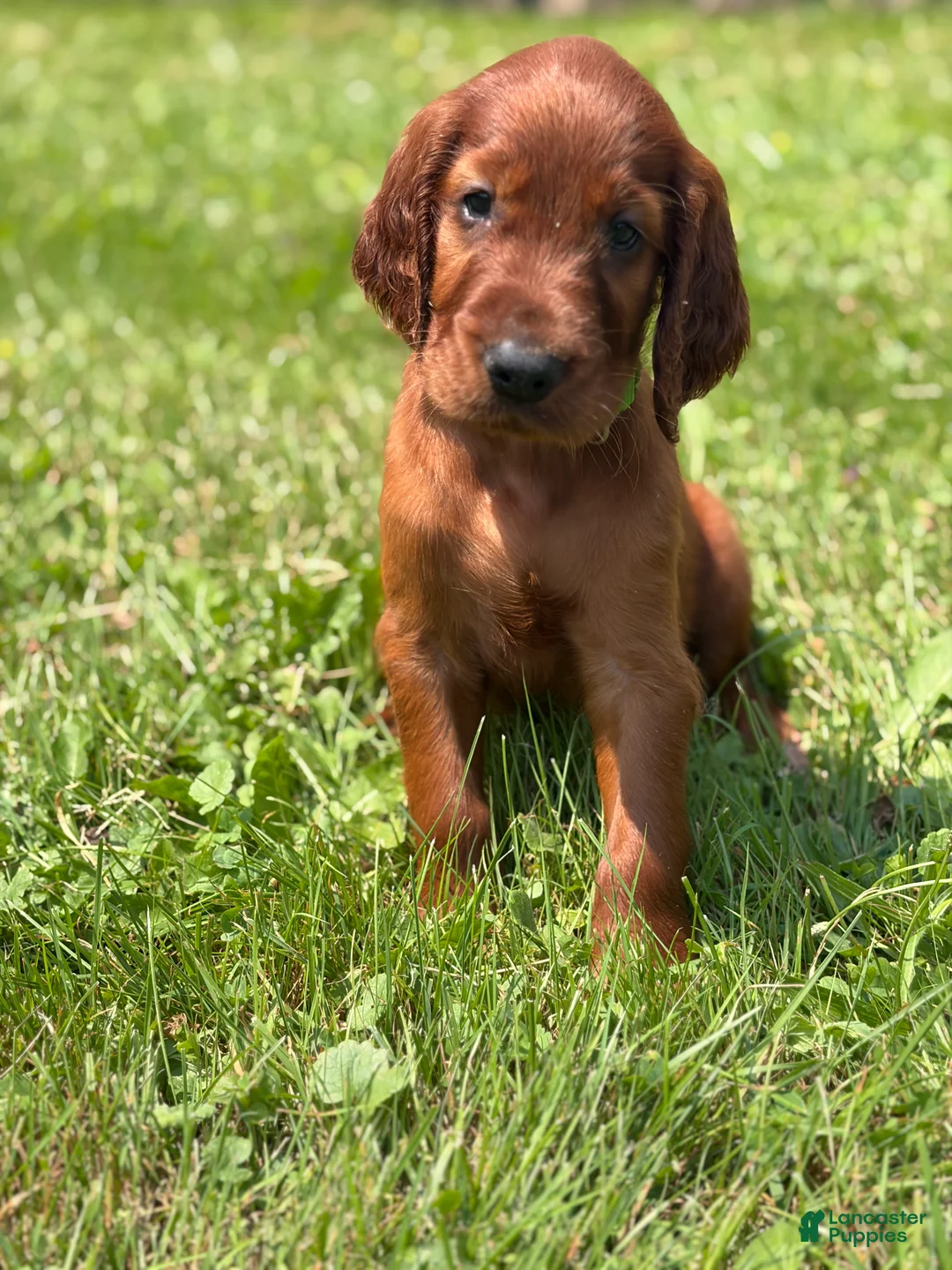 Irish Setter dogs for sale: Dark green collar  - Ad 1