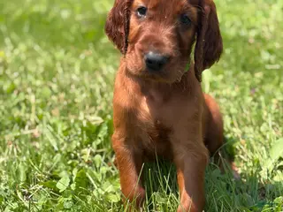 Irish Setter dogs Dark green collar - Ad 28