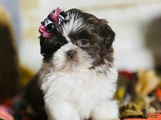 Shih Tzu dogs Lady - Ad 7